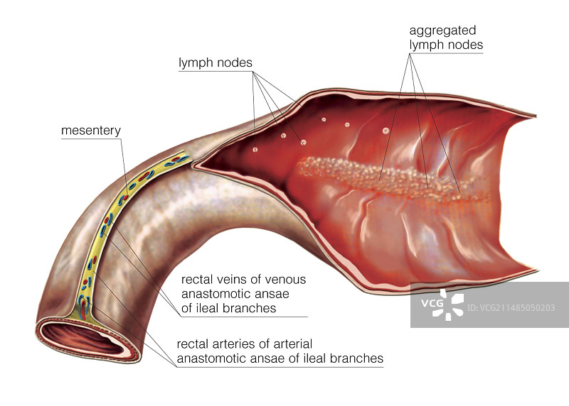 回肠末端示意图图片素材