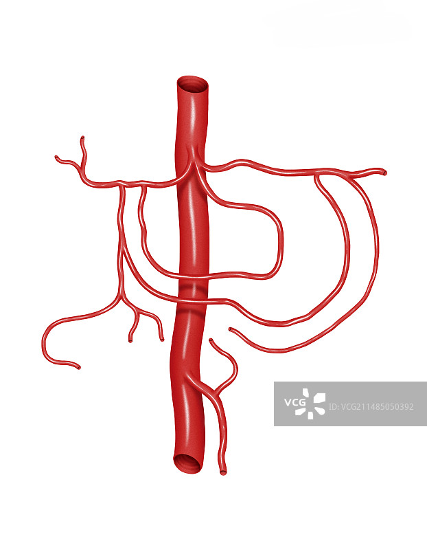 腹腔干艺术图图片素材
