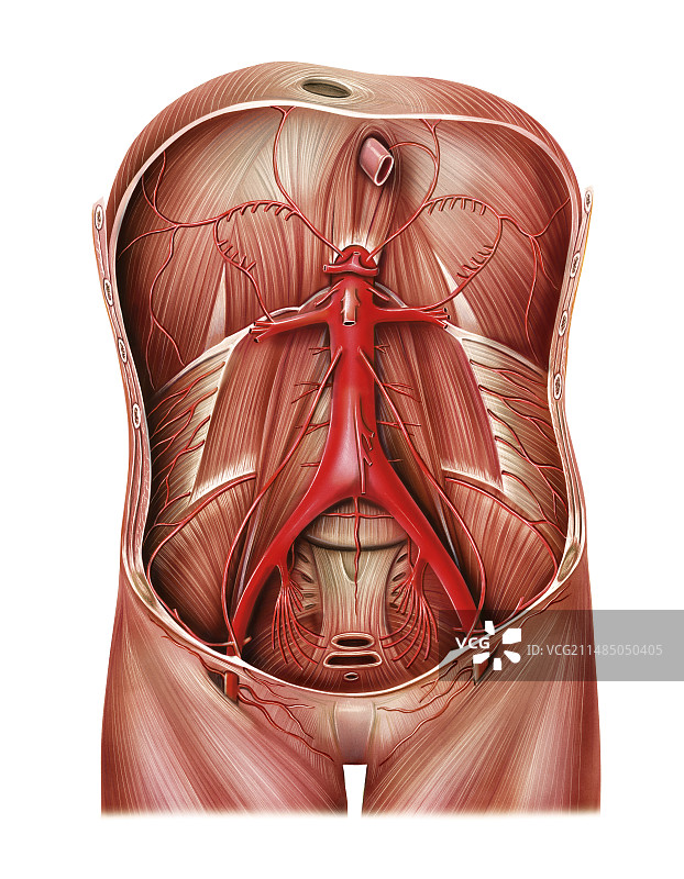 腹壁动脉系统图片素材