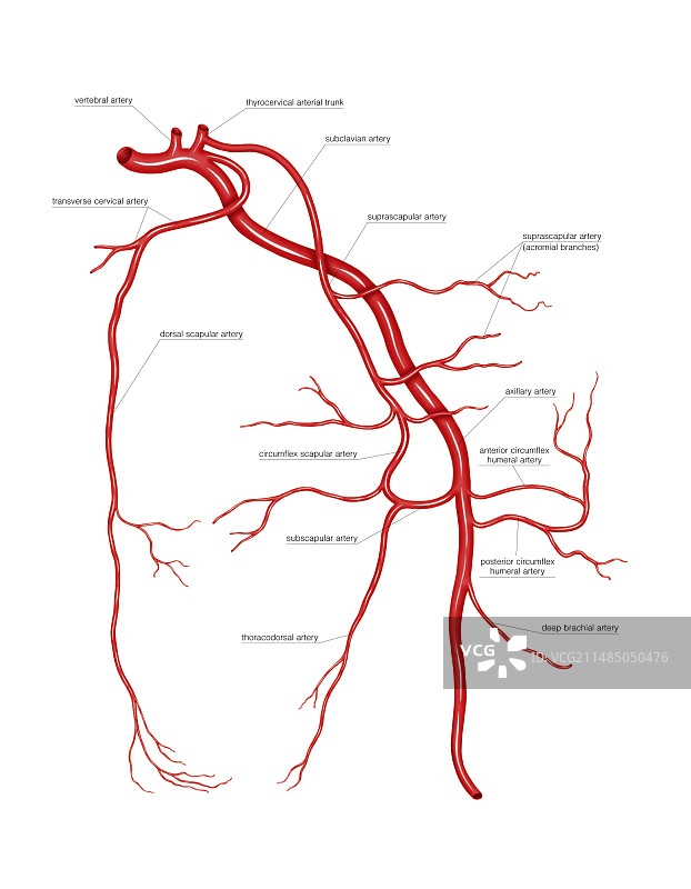 肩胛动脉系统图片素材