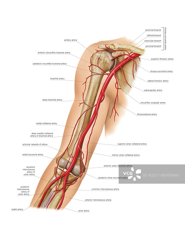 手臂动脉系统艺术图图片素材