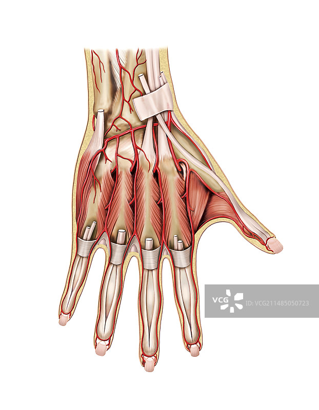手部动脉系统图图片素材