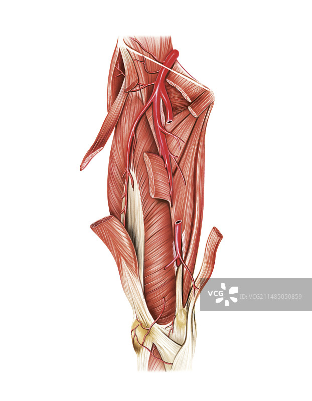大腿动脉系统艺术图图片素材