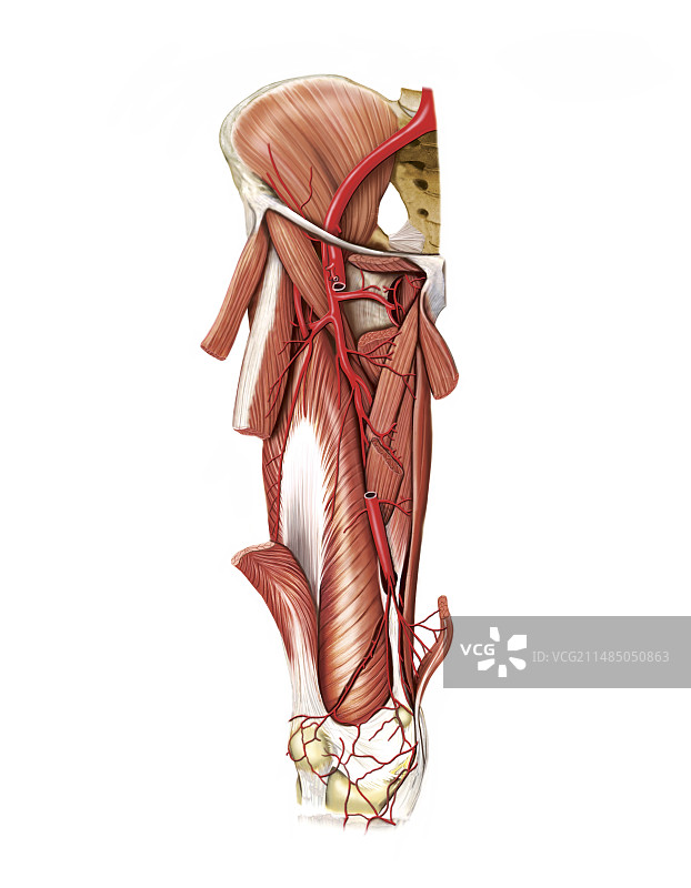 大腿动脉系统艺术图图片素材