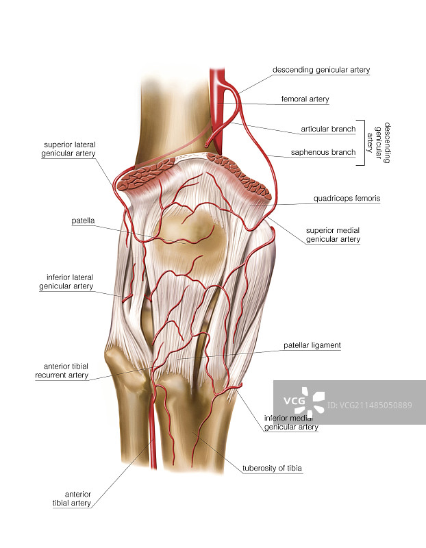 股动脉艺术图图片素材
