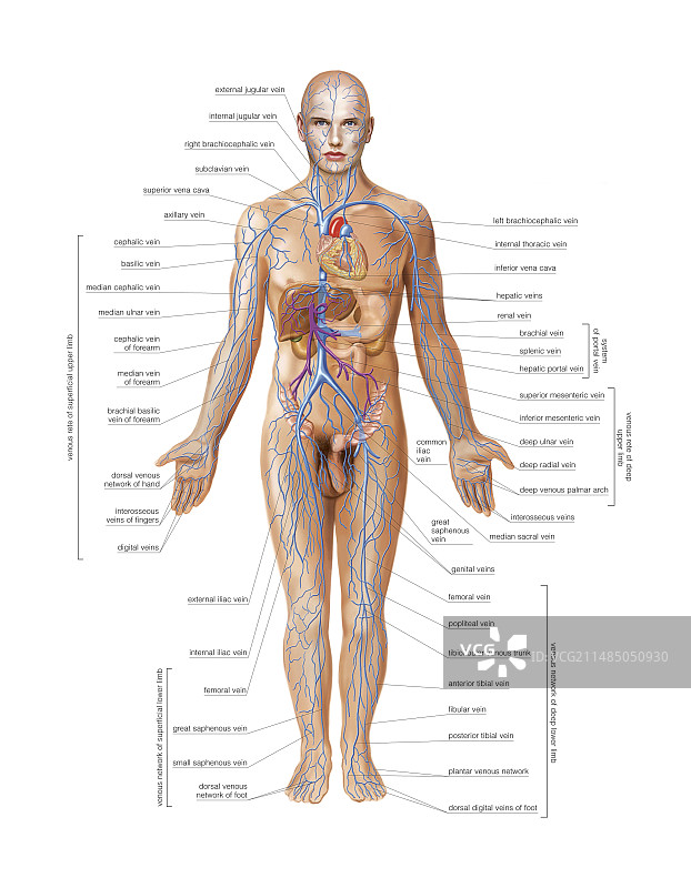 静脉系统艺术图图片素材
