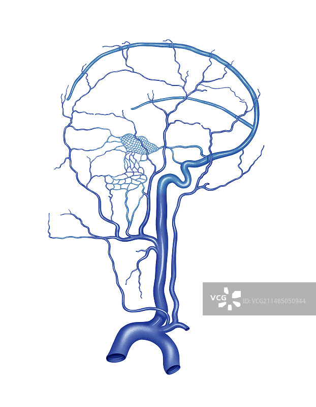 头部和颈部的静脉系统图片素材