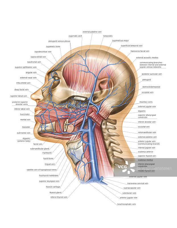 头部和颈部的静脉系统图片素材