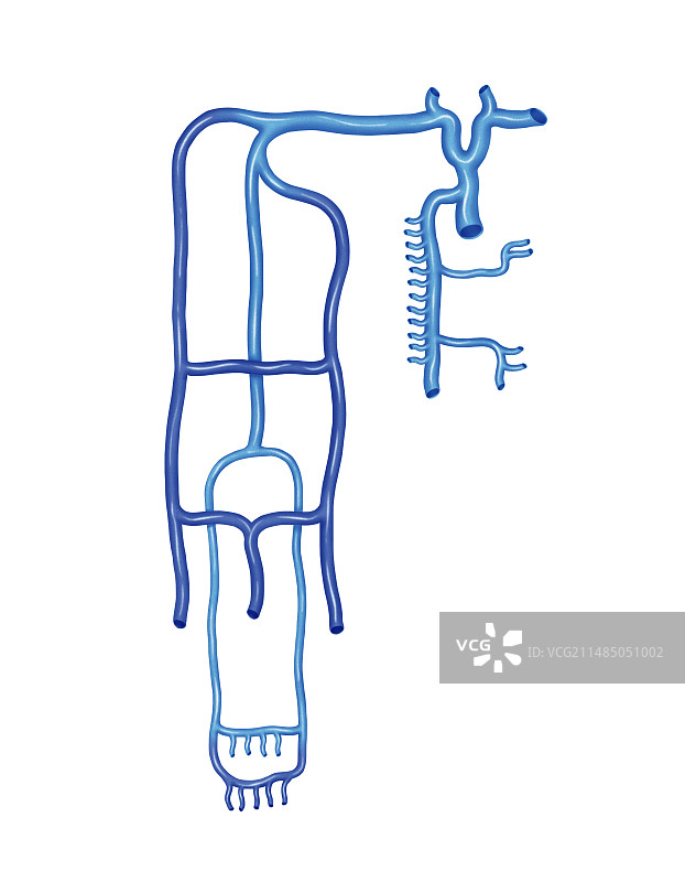 上半身静脉系统，艺术品图片素材