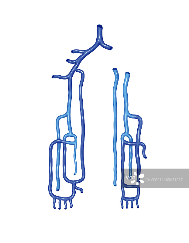 上肢静脉系统（艺术图）图片素材