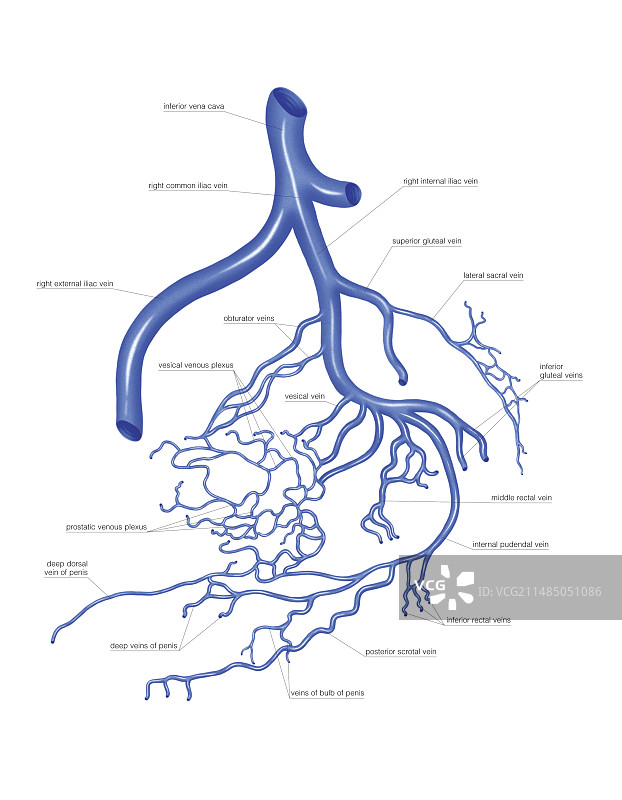 男性骨盆静脉系统插画图片素材