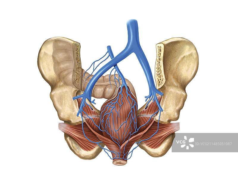 骨盆静脉系统艺术图图片素材
