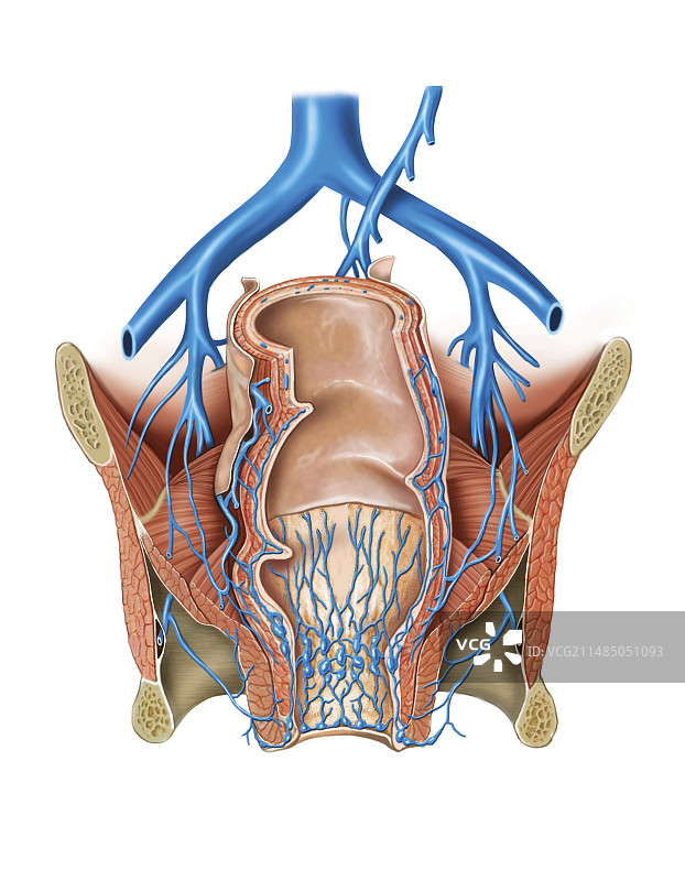 骨盆静脉系统艺术图图片素材