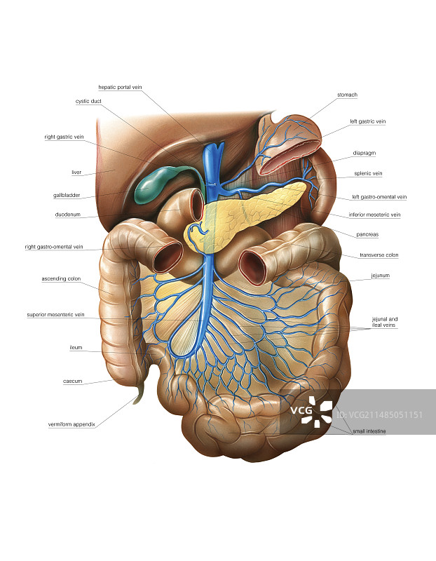 腹部静脉系统，艺术作品图片素材