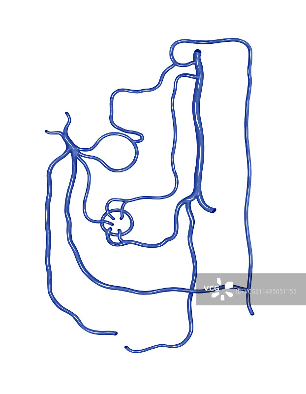 门静脉网络艺术作品图片素材