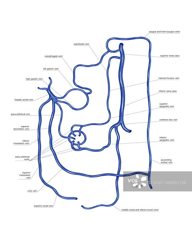 门静脉网络艺术作品图片素材