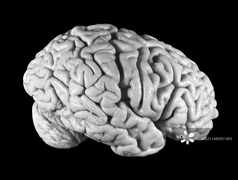 爱因斯坦的大脑图片素材