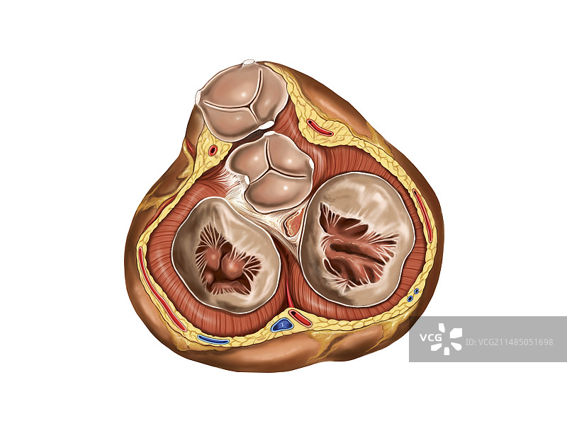 舒张期心脏瓣膜，艺术作品图片素材