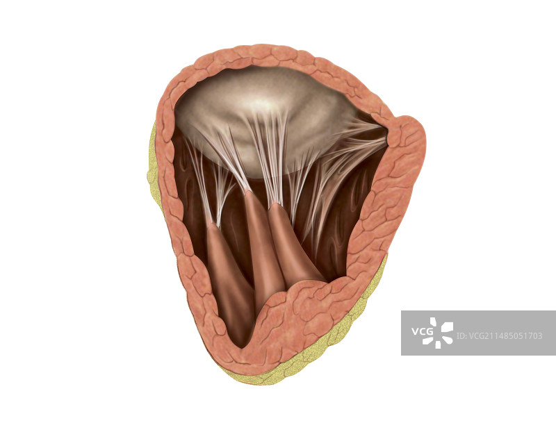 右房室瓣艺术图图片素材