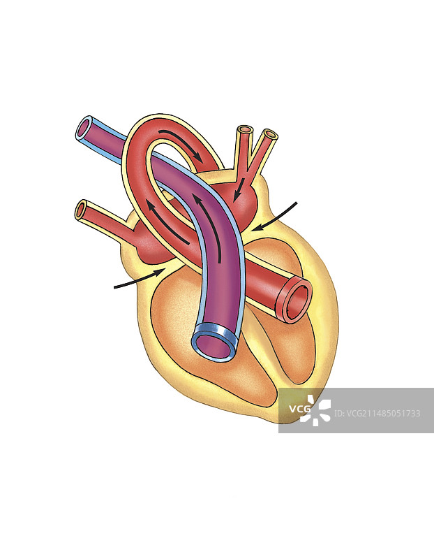 2.5D等距舒张期示意图图片素材