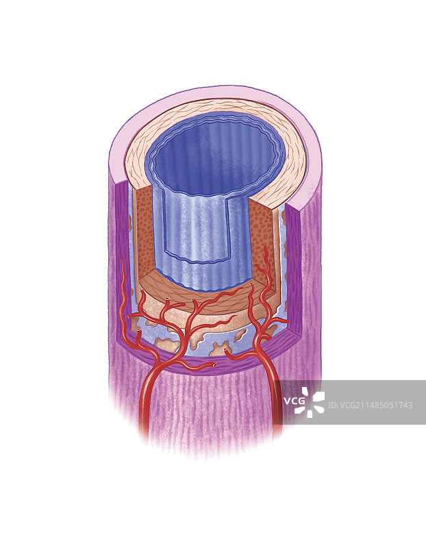 肌肉动脉艺术图图片素材