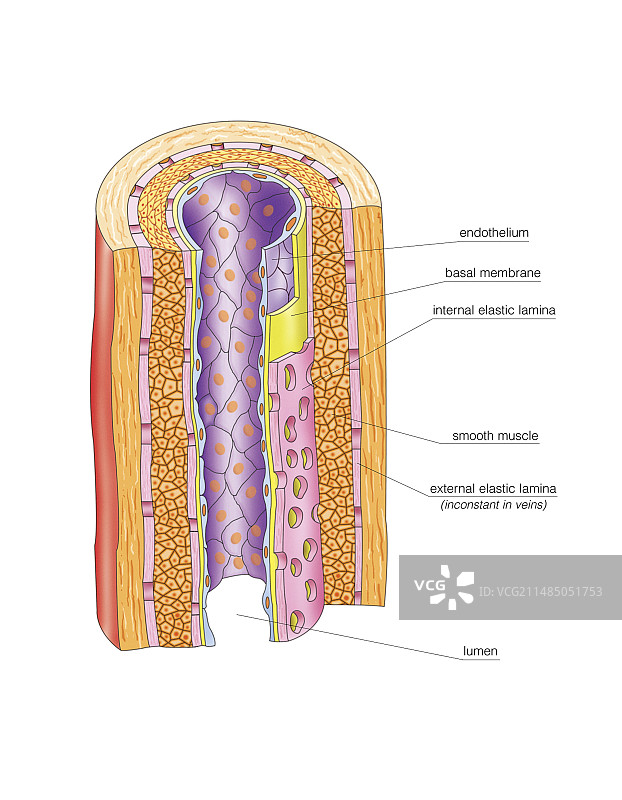 血管吻合艺术作品图片素材