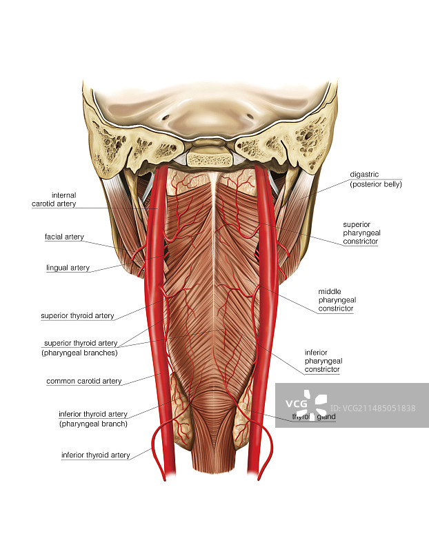 颈动脉系统图片素材