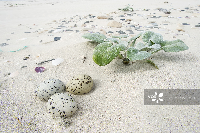 伪装的里海燕鸥巢图片素材