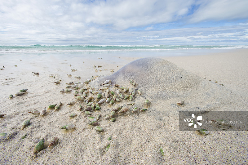 蛤螺以水母为食图片素材