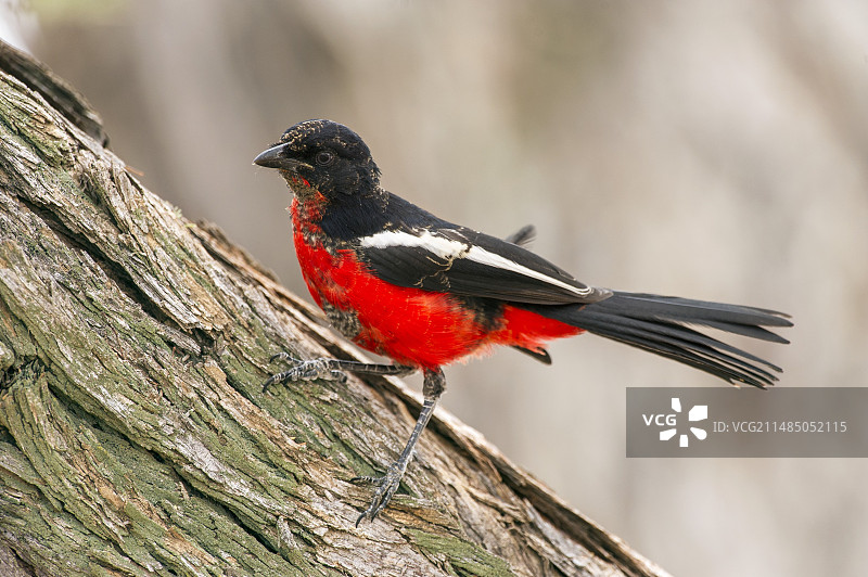 未成熟的深红胸伯劳图片素材