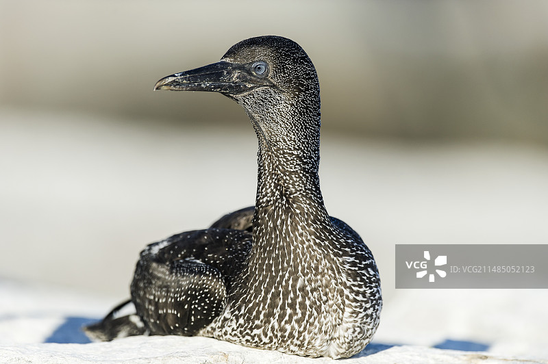 幼年海角塘鹅图片素材