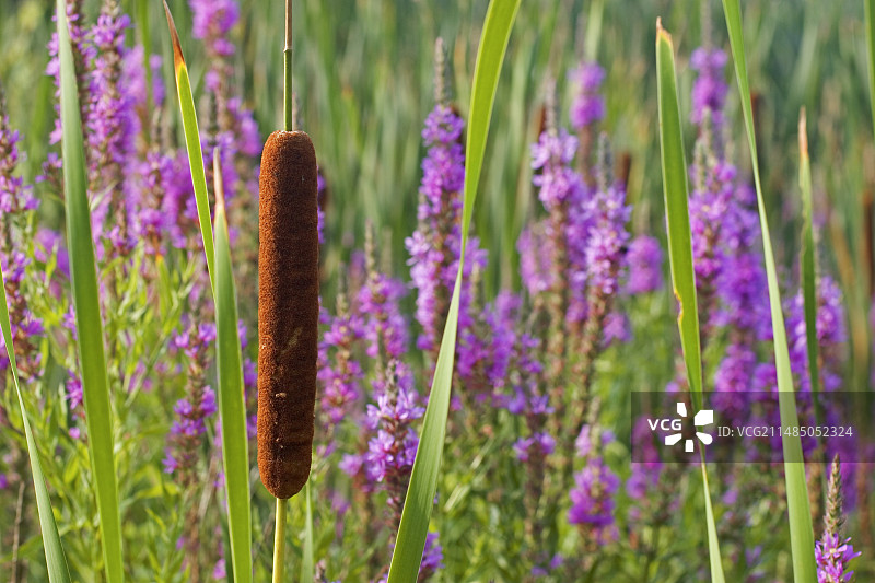 千屈菜和香蒲植物图片素材