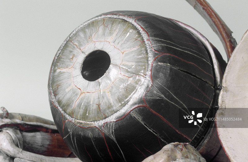 19世纪眼科模型图片素材