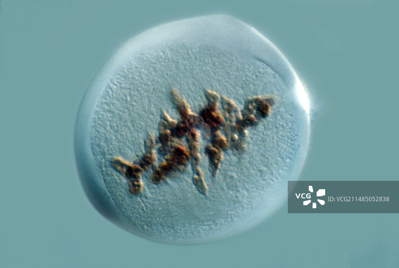 正在进行有丝分裂的植物细胞，LM图片素材