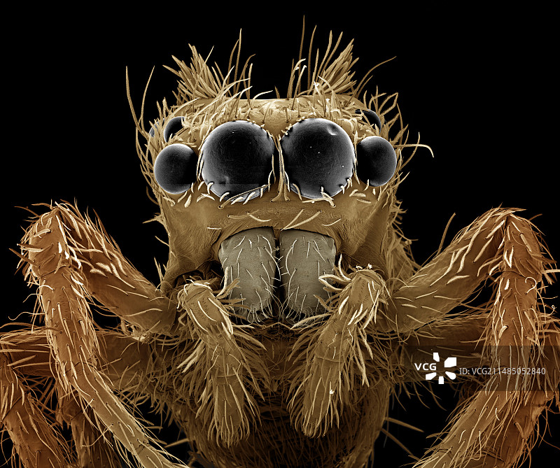 跳蛛，扫描电子显微镜图片素材