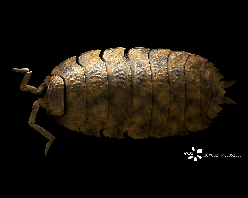 普通粗糙的鼠妇，扫描电镜图片素材