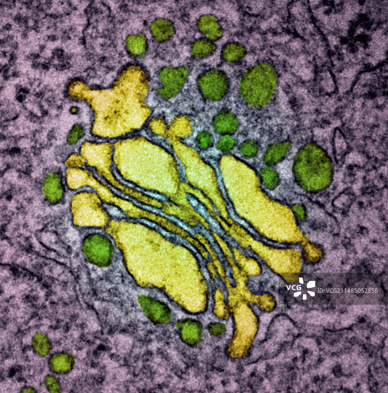 高尔基体TEM图片素材
