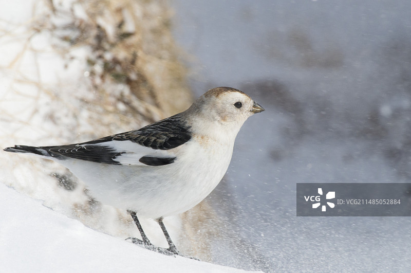 雄性雪鹀图片素材