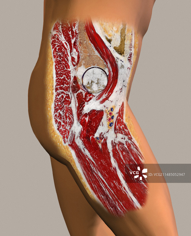 髋部解剖结构图图片素材