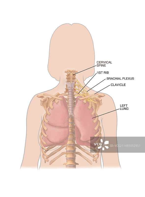 肺部和胸腔艺术作品图片素材