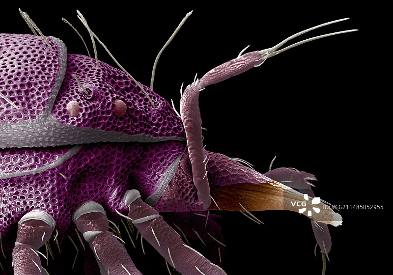 红眼捕食螨，扫描电镜图片素材