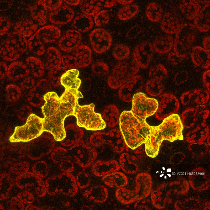 植物病毒荧光显微照片图片素材