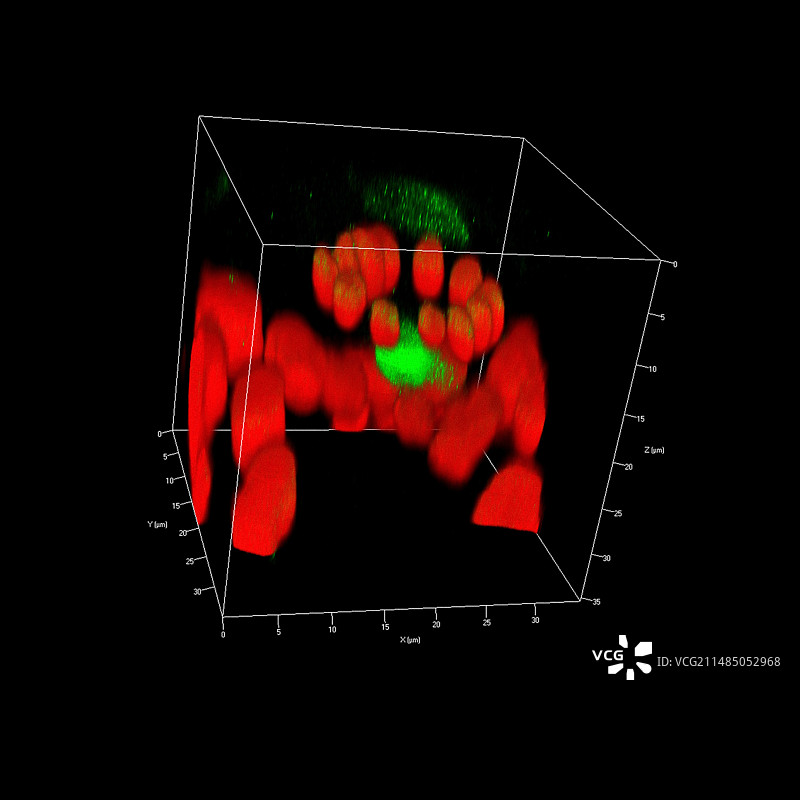 隐孢子虫复合3D图像图片素材