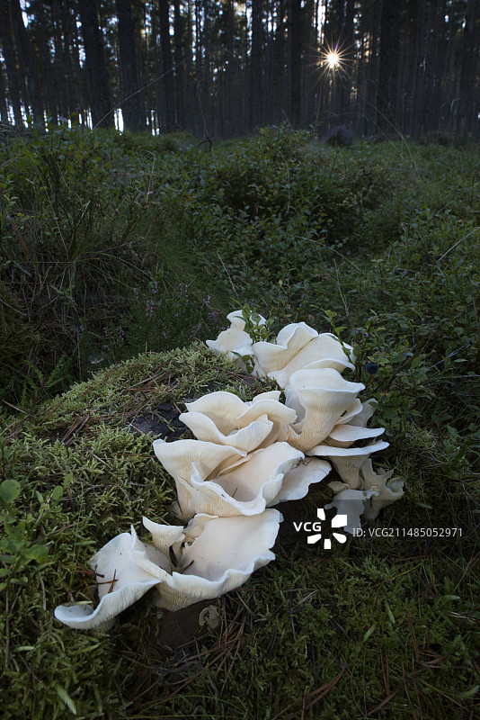 斑点韧柄菇图片素材