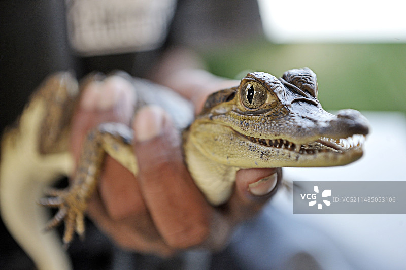 幼年凯门鳄图片素材