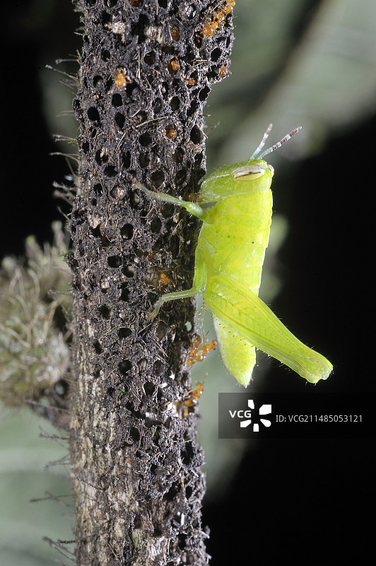 Hirtella physophora上的蚱蜢图片素材