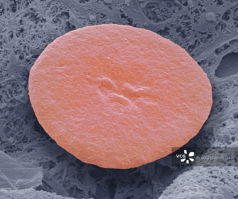 鱼类红细胞扫描电镜图图片素材