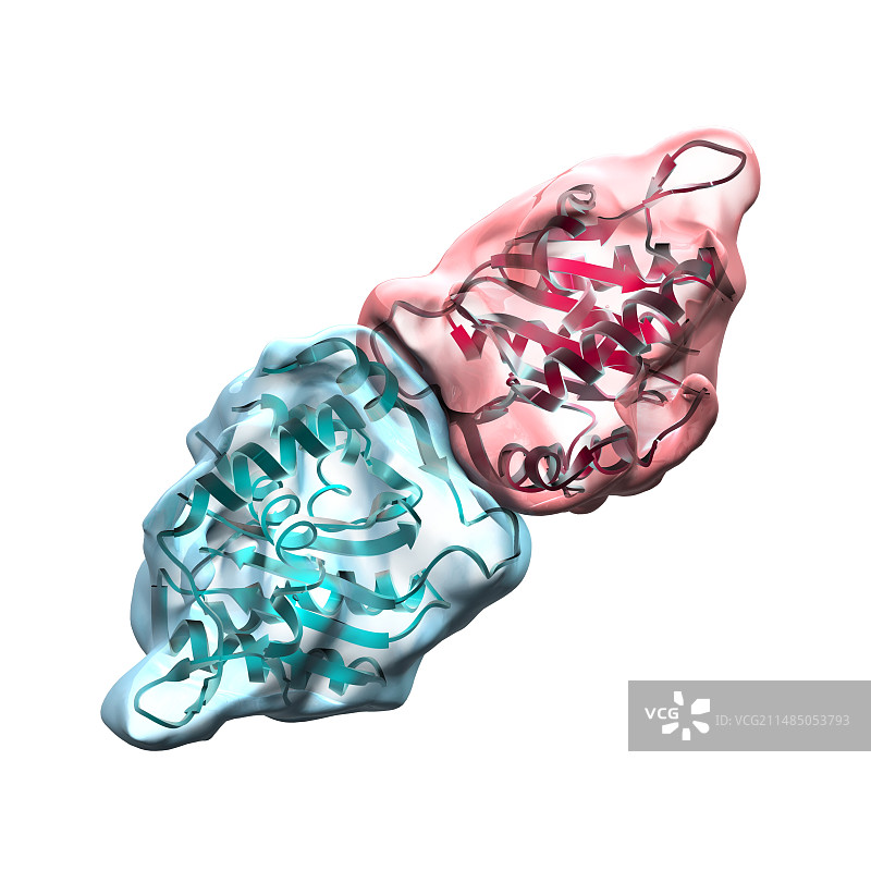 人类巨细胞病毒蛋白，艺术作品图片素材