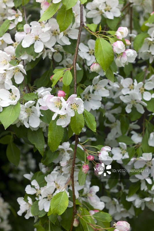 海棠花图片素材