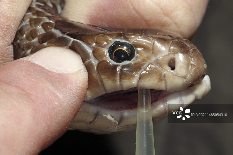 东部棕蛇图片素材